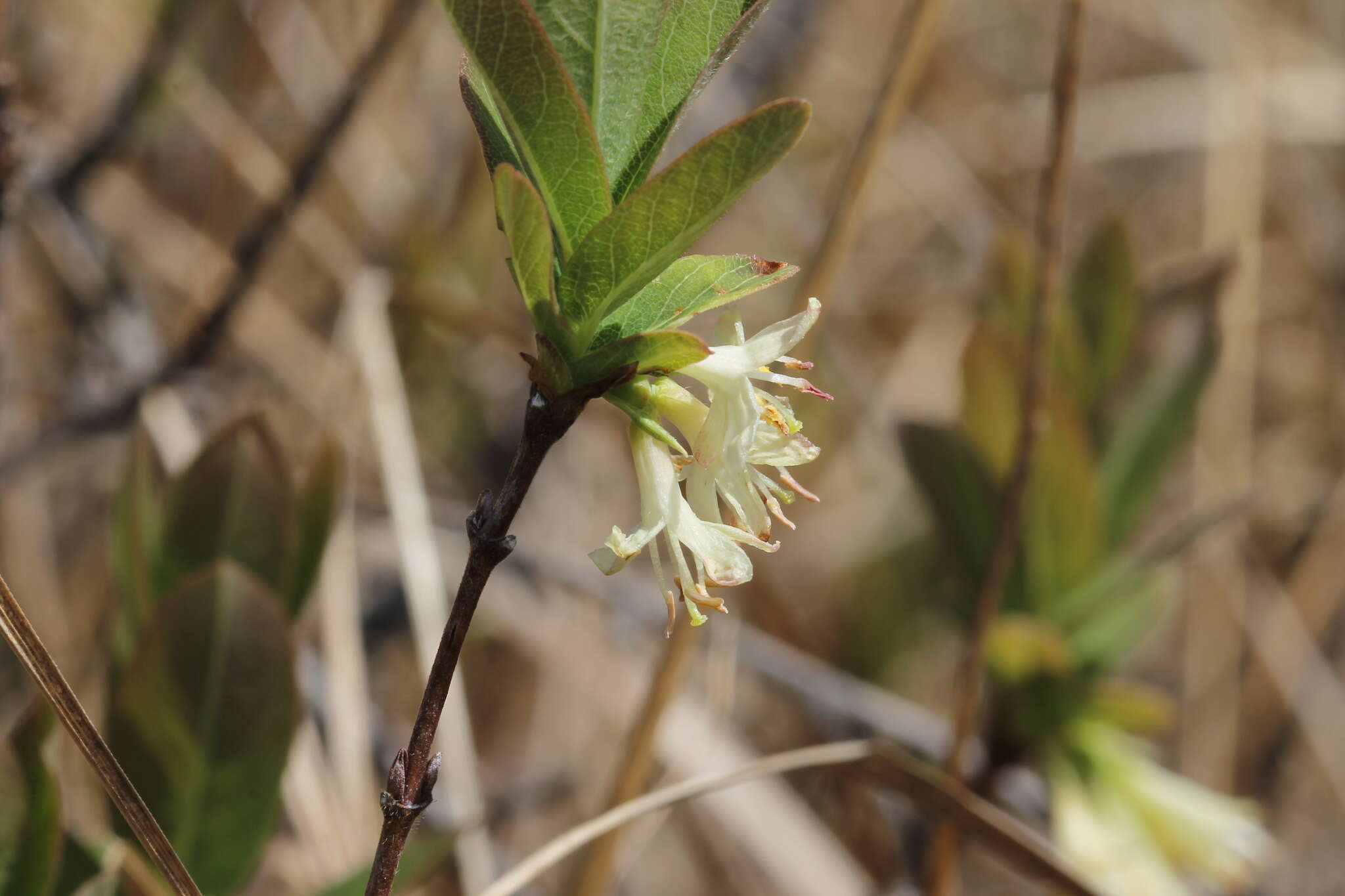 صورة Lonicera villosa (Michx.) Roem. & Schult.