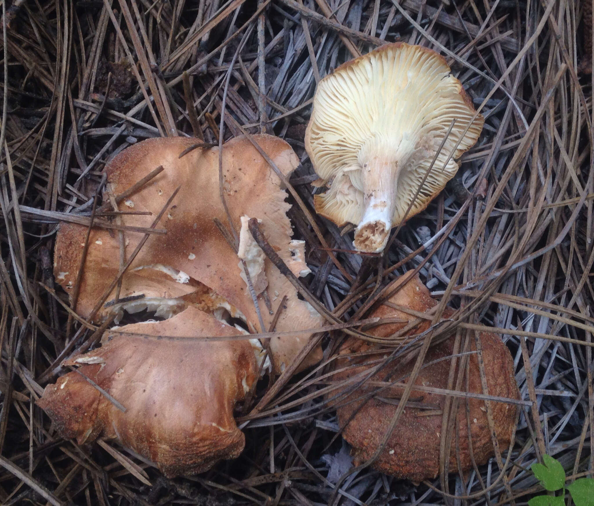 Image of Clitocybe squamulosa (Pers.) P. Kumm. 1871