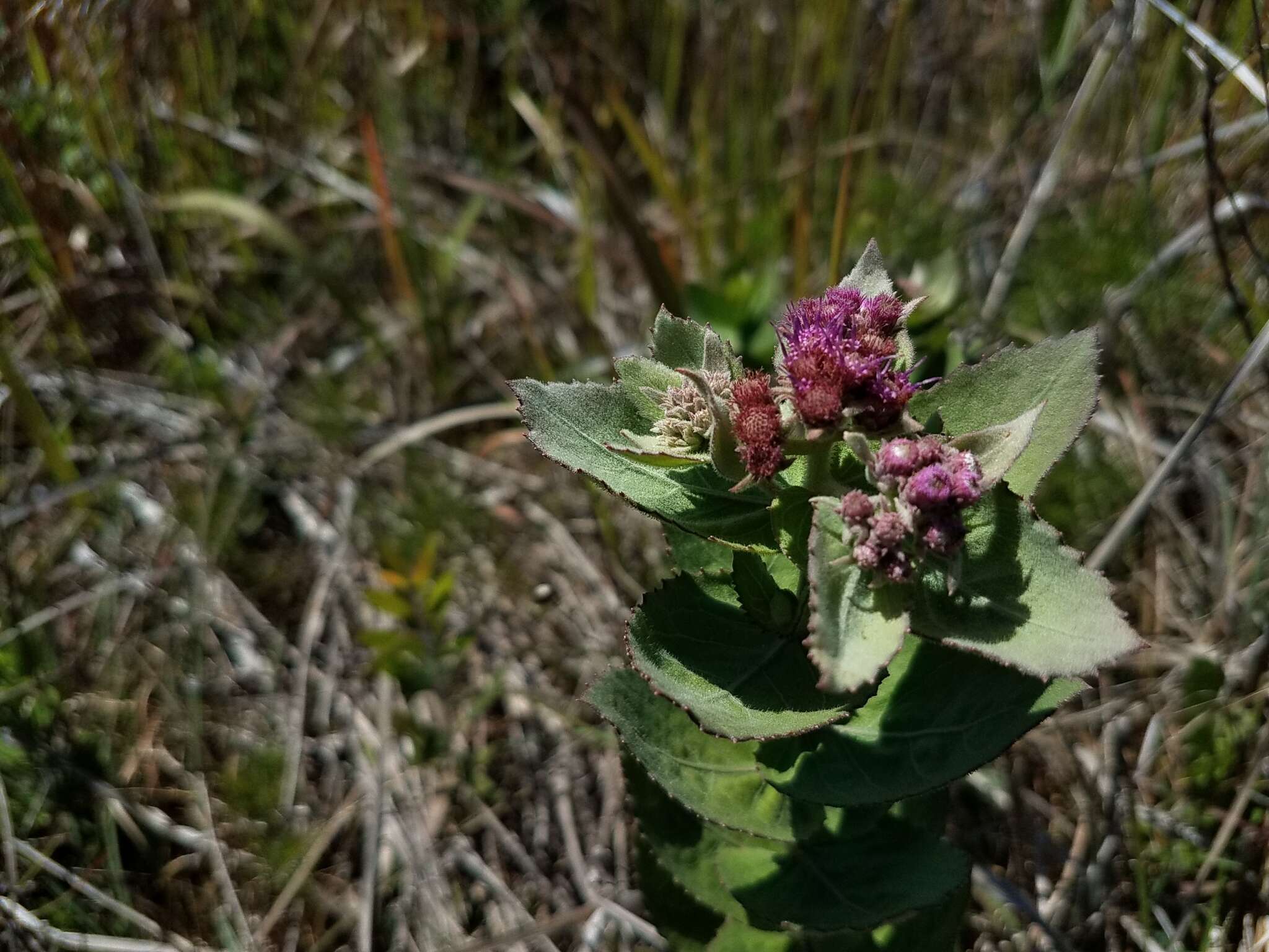 Image of Rosy Camphorweed