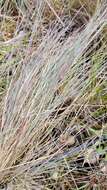 Image of Roemer's fescue