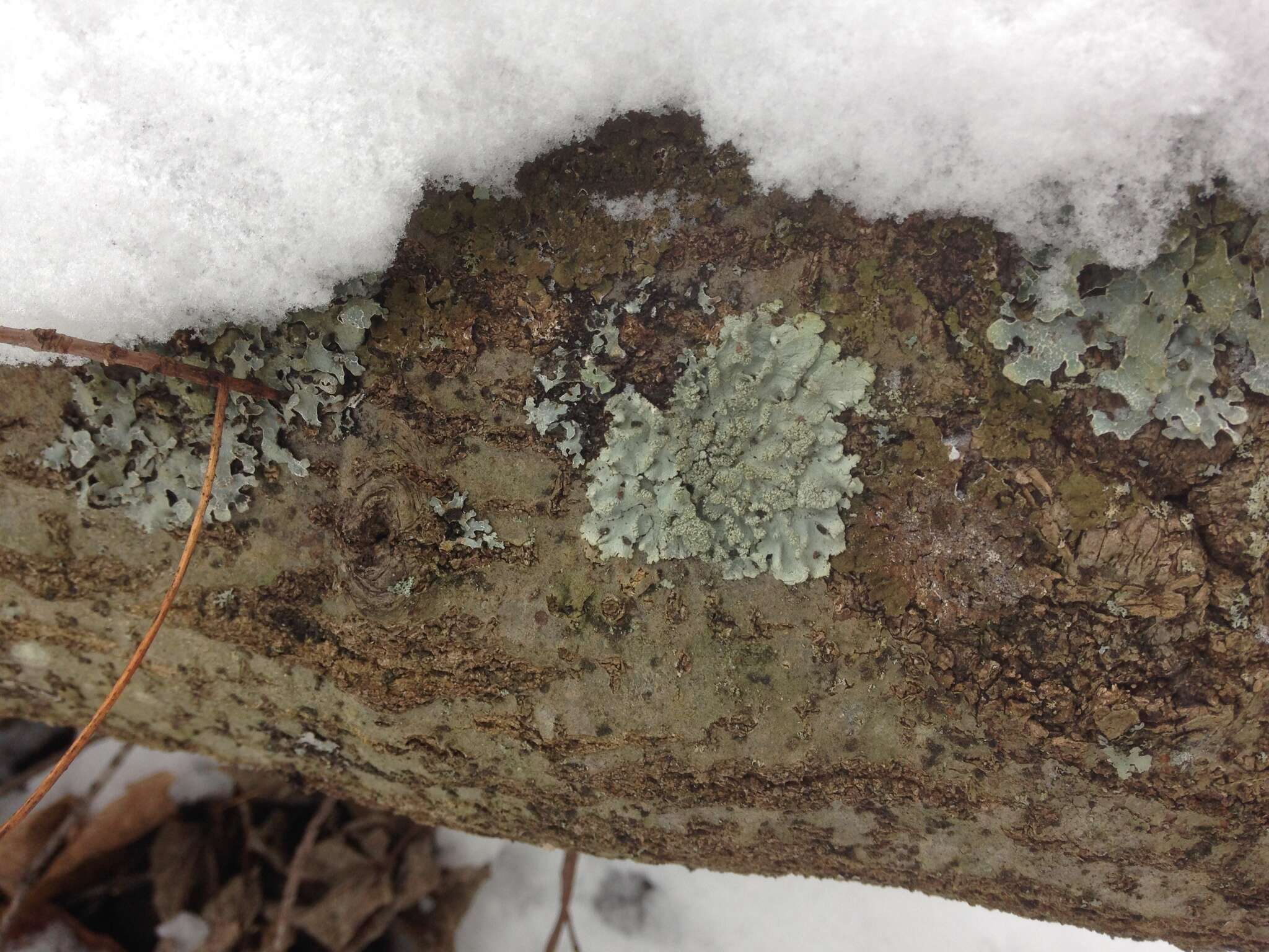 Image of Showman's hypotrachyna lichen