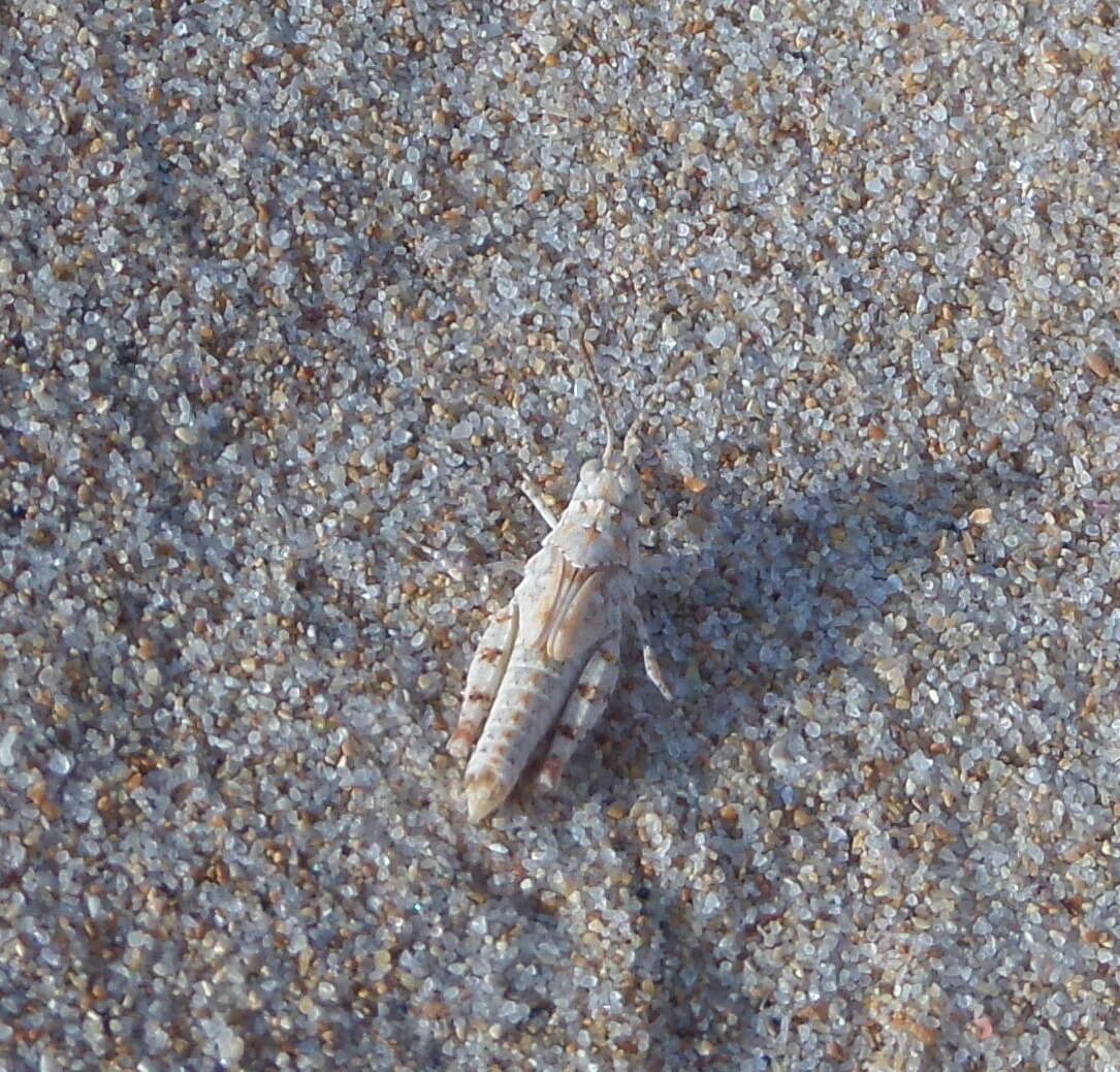 Image of Algarve Sand Grasshopper