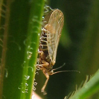 Image of Psyllid