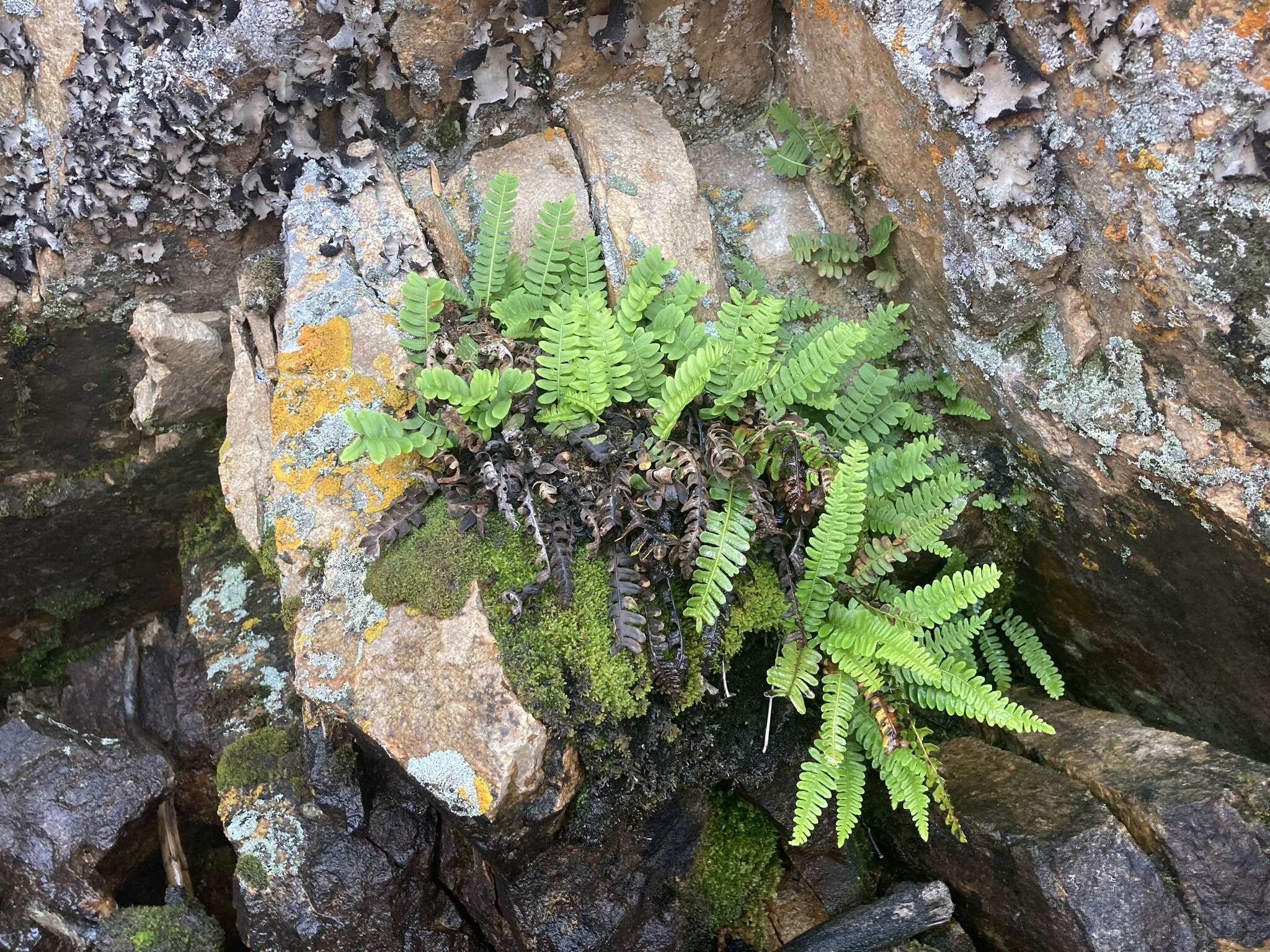 Слика од Polypodium saximontanum Windham