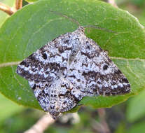 Image of Powder Moths