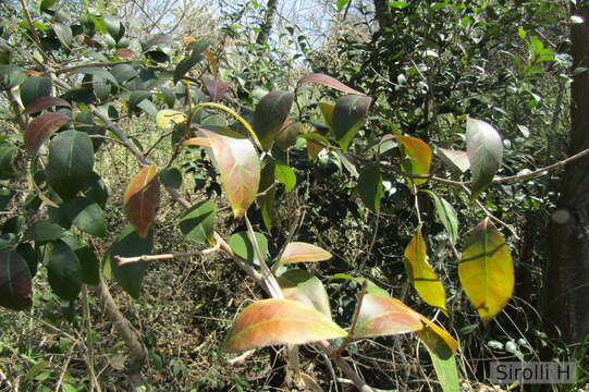 Слика од Sebastiania brasiliensis Spreng.