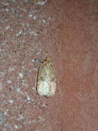 Image of Thelma's Agonopterix