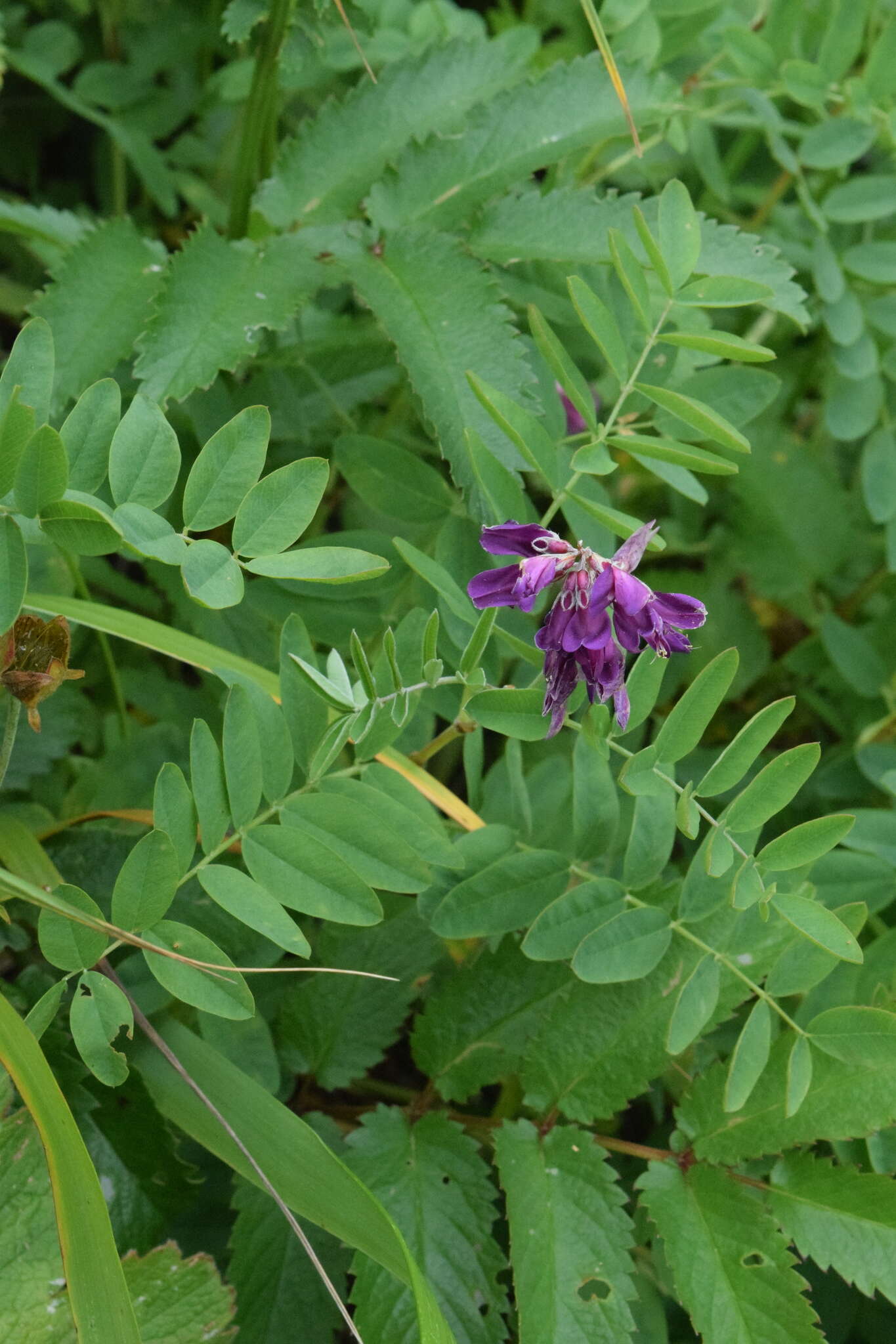 Image of Hedysarum nonnae Roskov