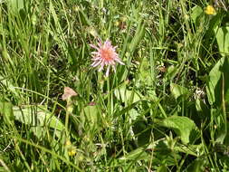 Plancia ëd Agoseris aurantiaca var. carnea (Rydb.) Lesica