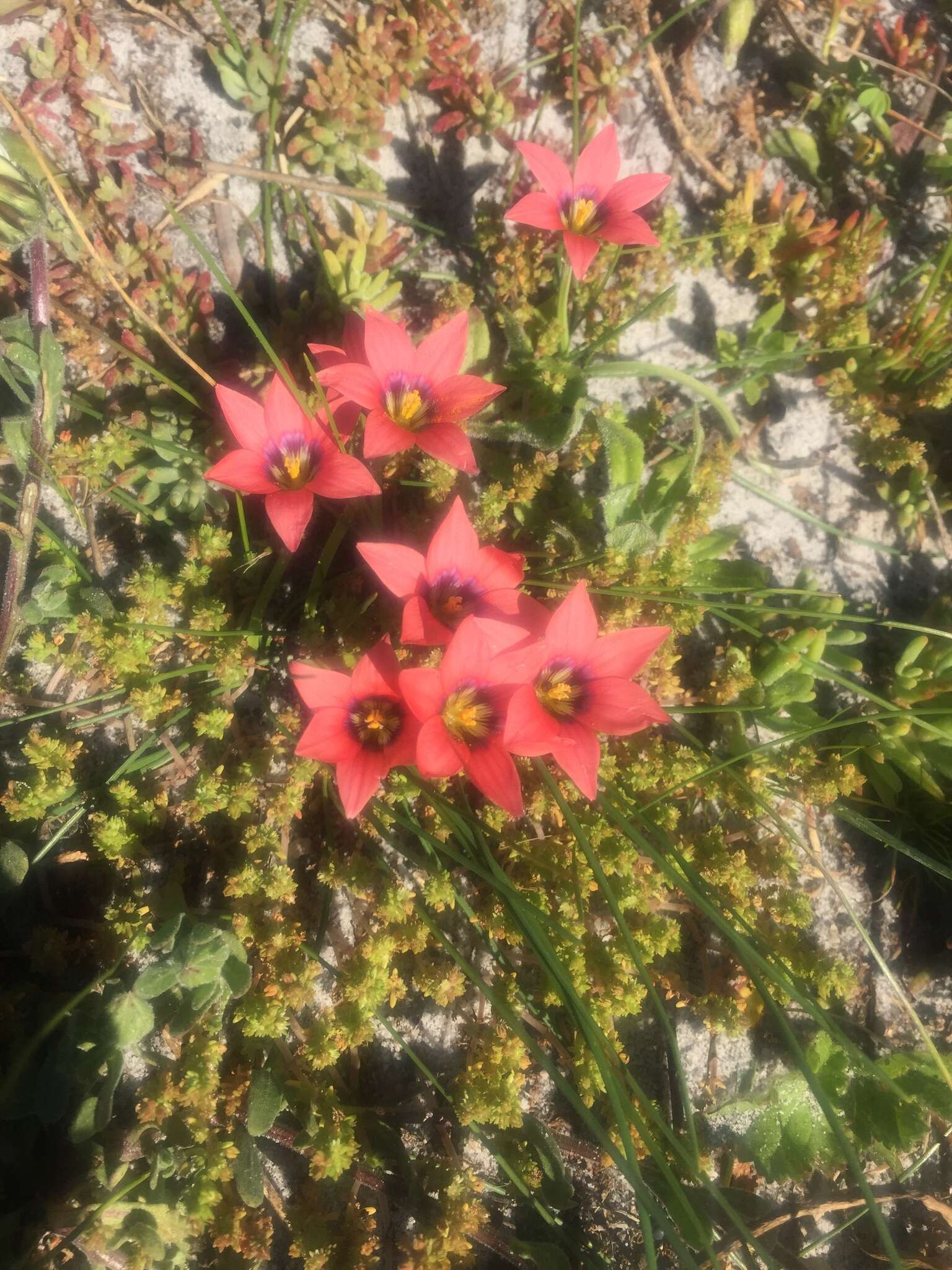 Image of Romulea obscura Klatt