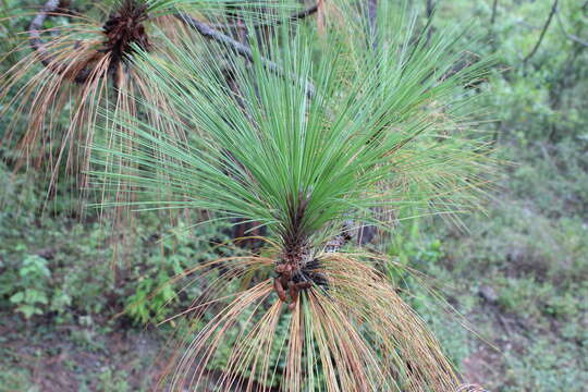 Image of Michoacán Pine