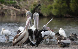 Image of Australian Pelican