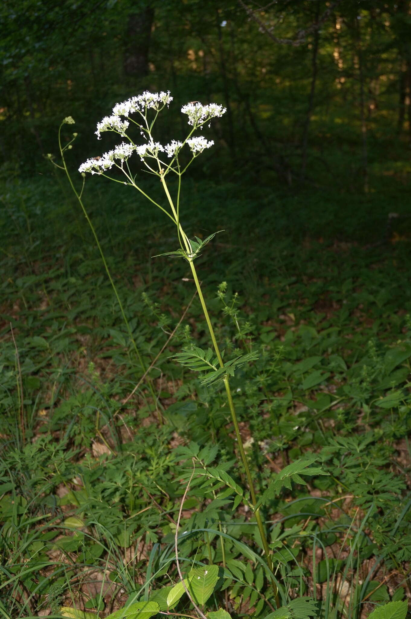 Image of Valeriana grossheimii Vorosh.