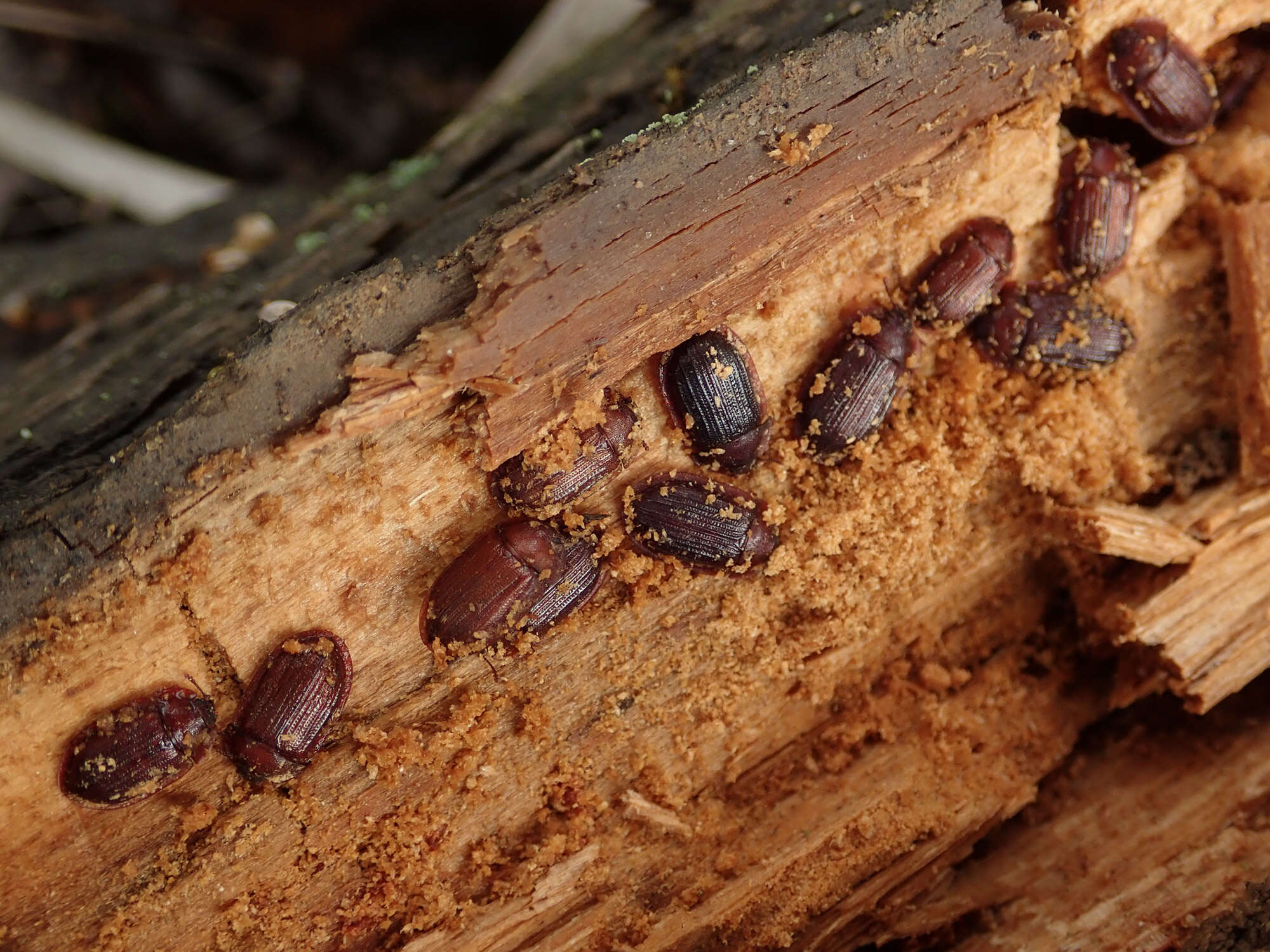 Image of <i>Peltis ferruginea</i>