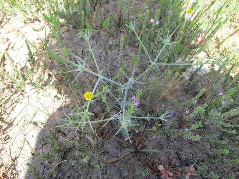 Image of Eryngium corniculatum Lam.