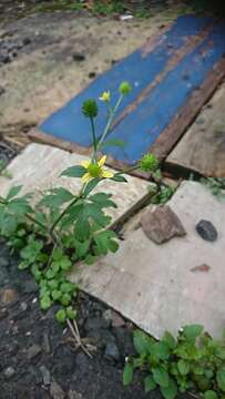 Image de Ranunculus silerifolius H. Lév.