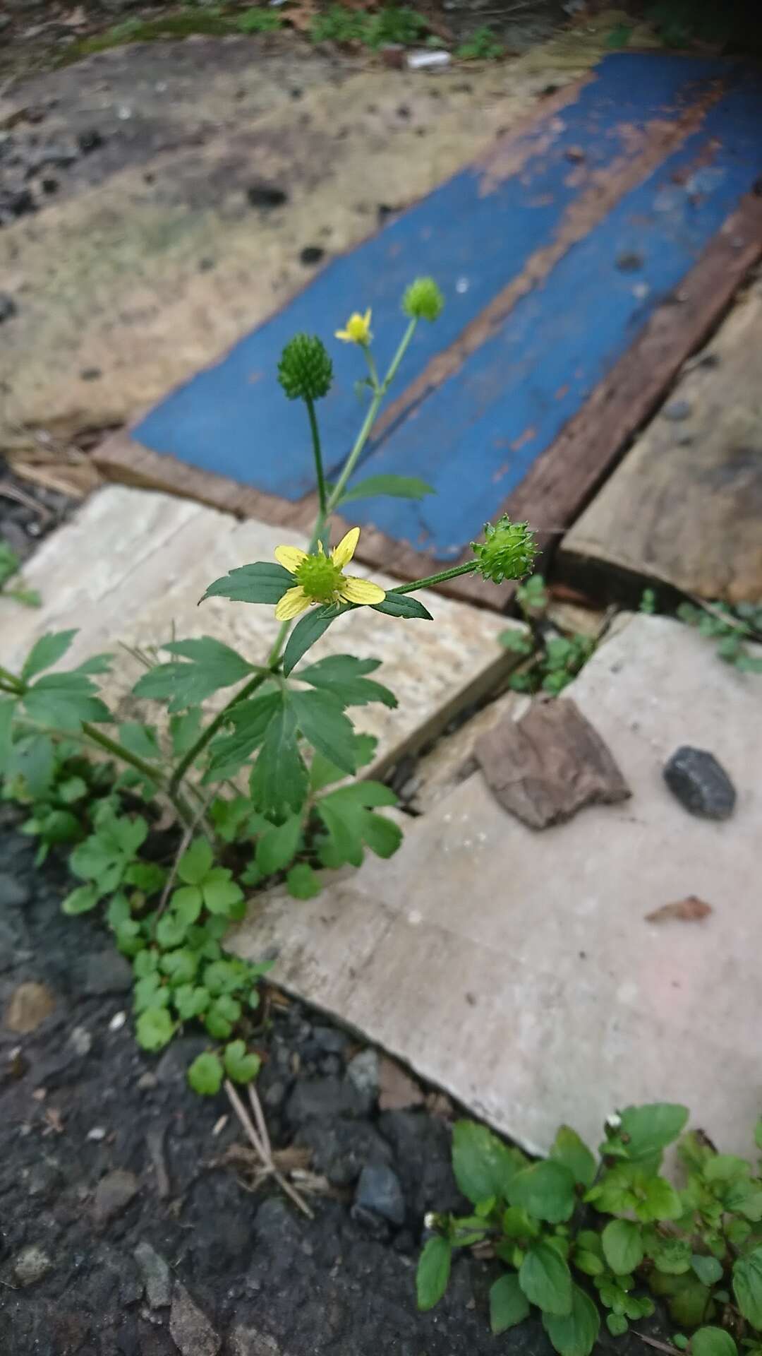 鉤柱毛茛的圖片