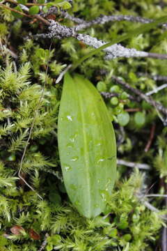 Image of bluntleaved orchid