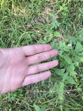 Image of stiff yellow flax