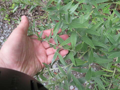 Image of soft-hair marbleseed