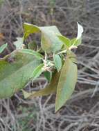 Image of Croton alamosanus Rose