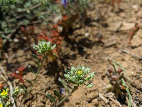 Слика од Alyssum umbellatum Desv.