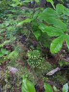 Imagem de Dendrolycopodium hickeyi (W. H. Wagner, Beitel & R. C. Moran) A. Haines