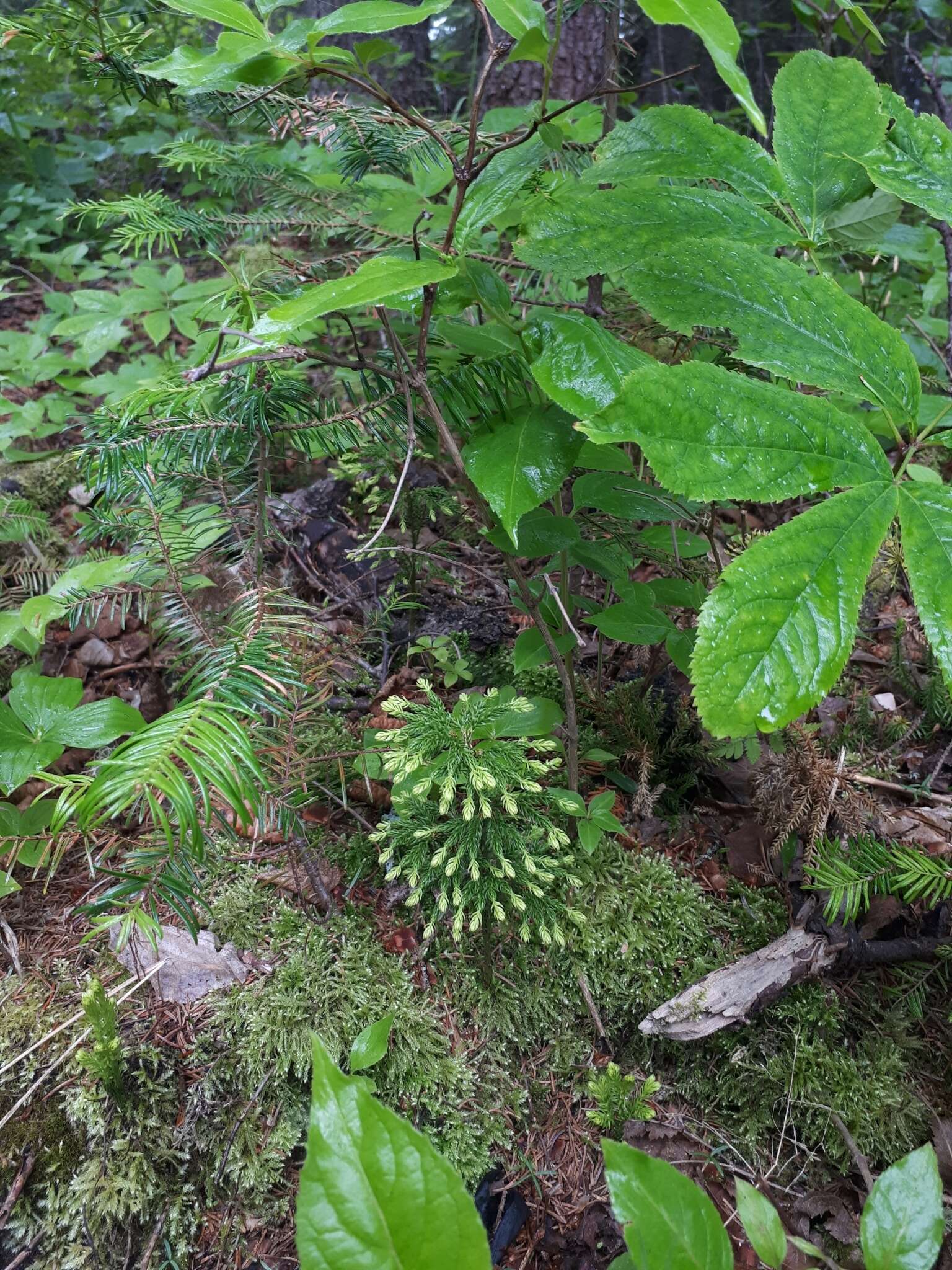 Imagem de Dendrolycopodium hickeyi (W. H. Wagner, Beitel & R. C. Moran) A. Haines