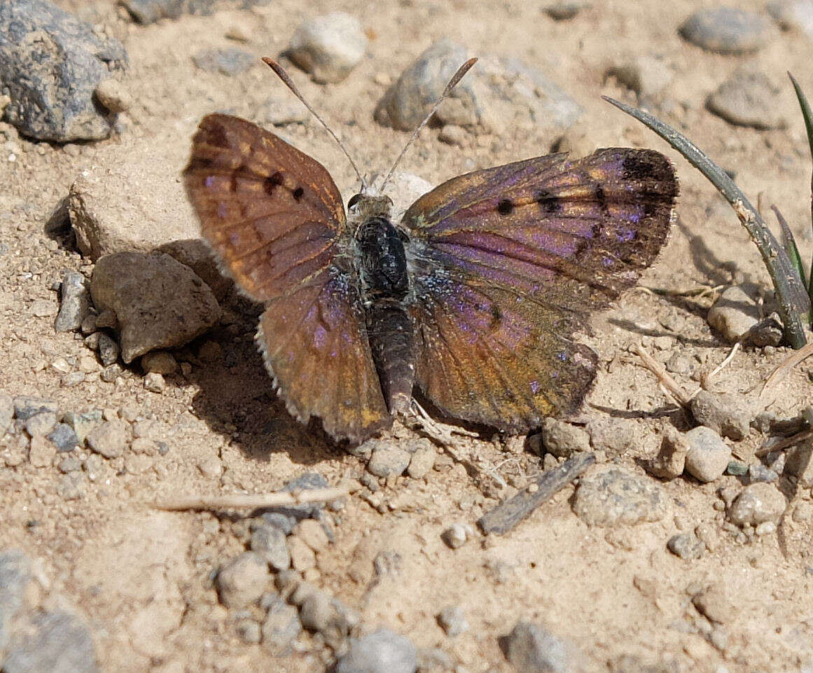 Image de Lycaena boldenarum White 1862