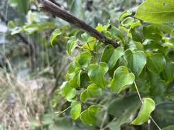 Dioscorea cotinifolia Kunth的圖片