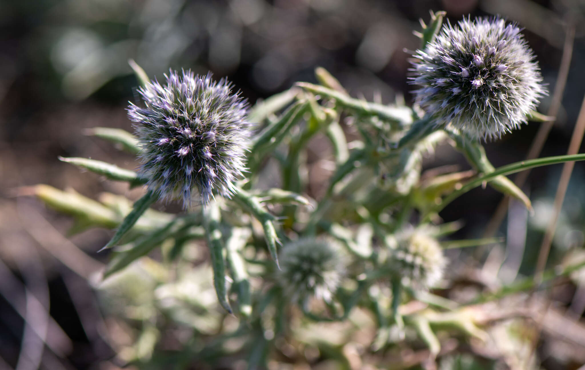 Image of Echinops humilis M. Bieb.