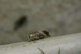 Image of Chestnut leaf roller