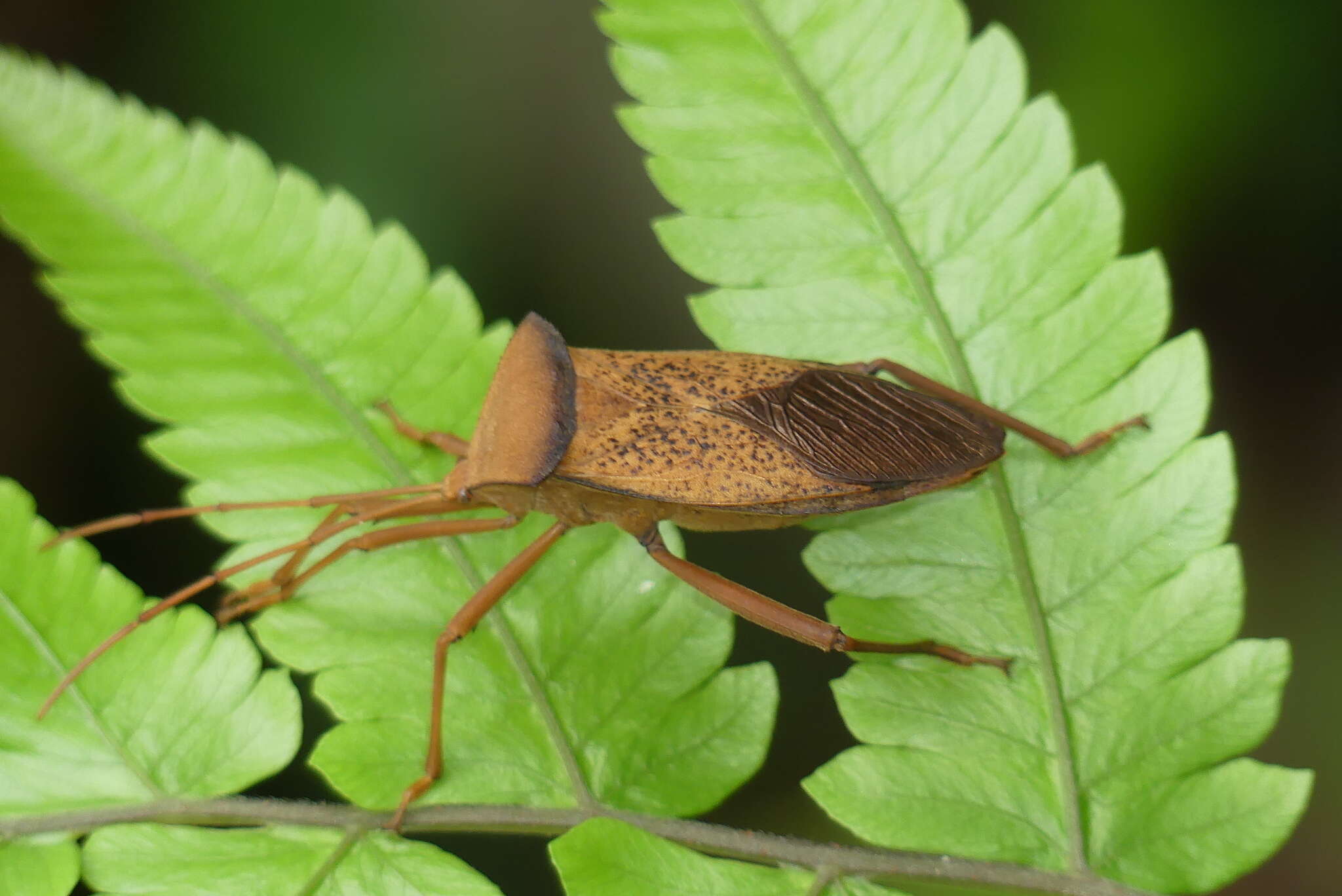 Image of Aspilosterna valida (Hsiao 1963)