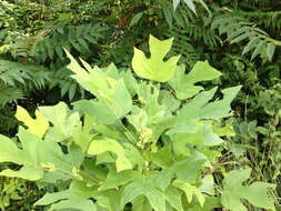 Image of Tulip Trees