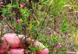 Imagem de Indigofera angustifolia L.