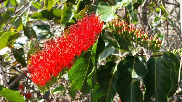 Imagem de Combretum coccineum (Sonn.) Lam.