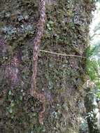 Image of black rabbitsfoot fern