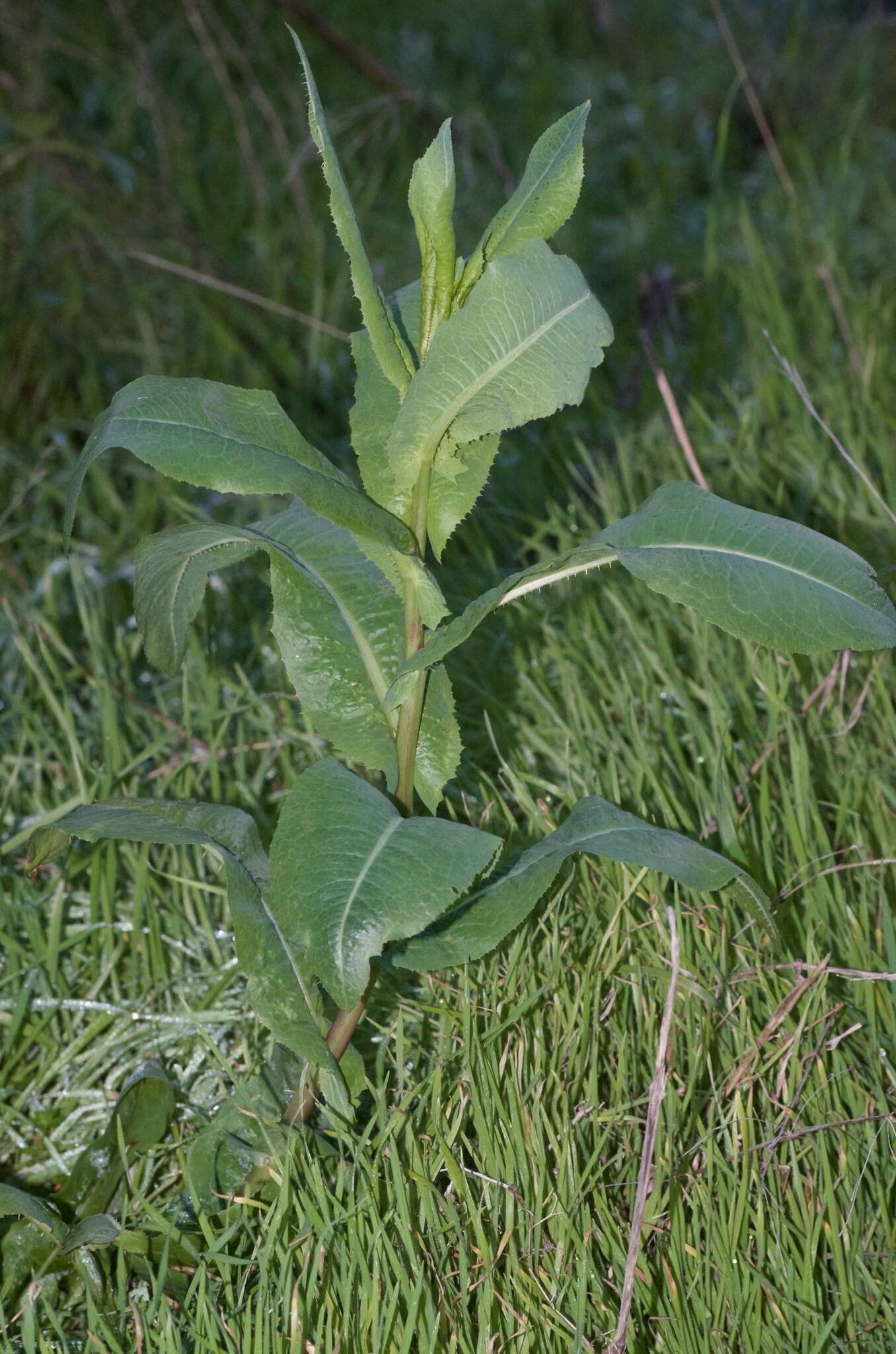 Image of prickly lettuce