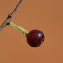 Image of Mulga mistletoe