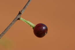 Image of Mulga mistletoe