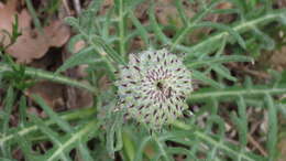 Image of Jurinea mollis (L.) Rchb.
