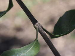 Image of Citharexylum ilicifolium Kunth