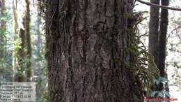Слика од Quercus glabrescens Benth.