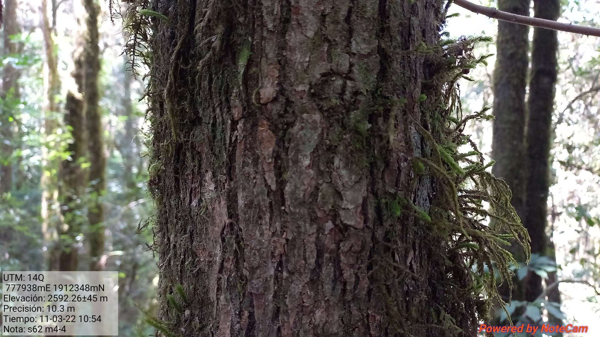 Image of Quercus glabrescens Benth.