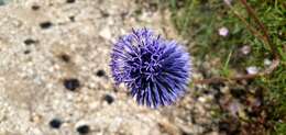 Image de Echinops adenocaulos Boiss.