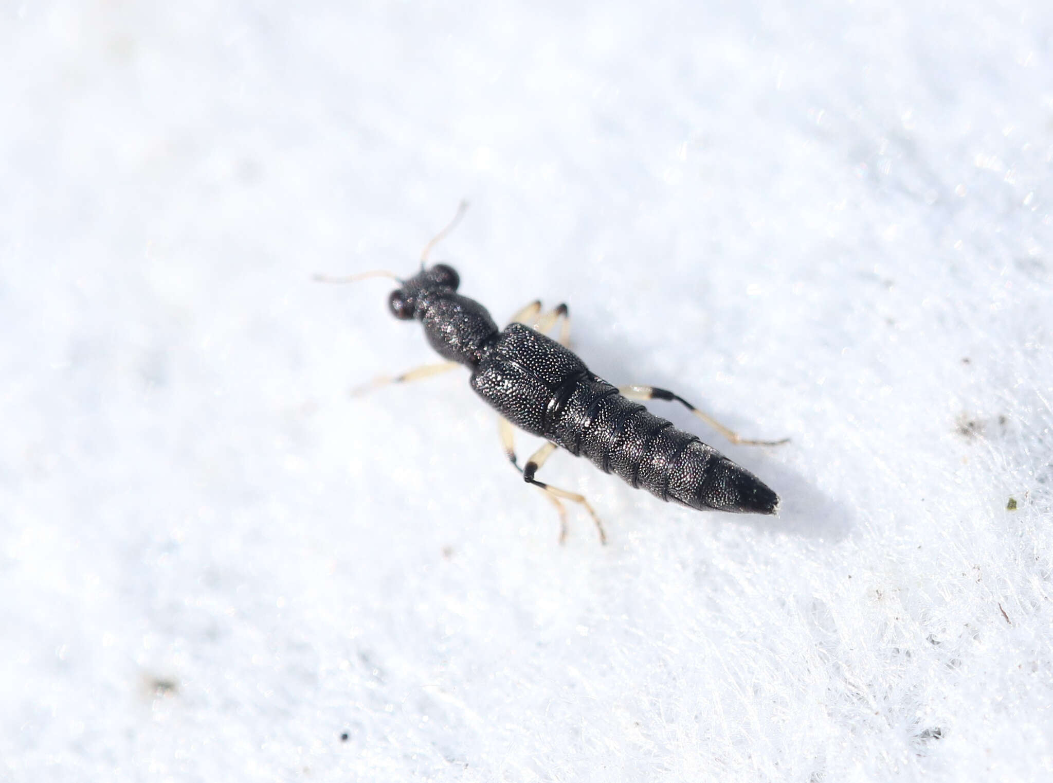 Image of Stenus (Hypostenus) similis (Herbst 1784)