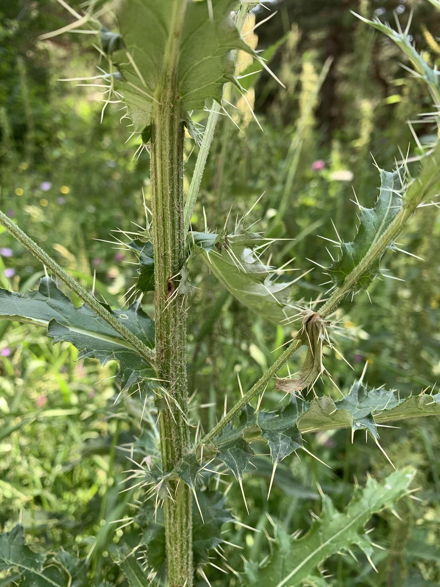 Image of Cirsium echinus (M. Bieb.) Hand.-Mazz.