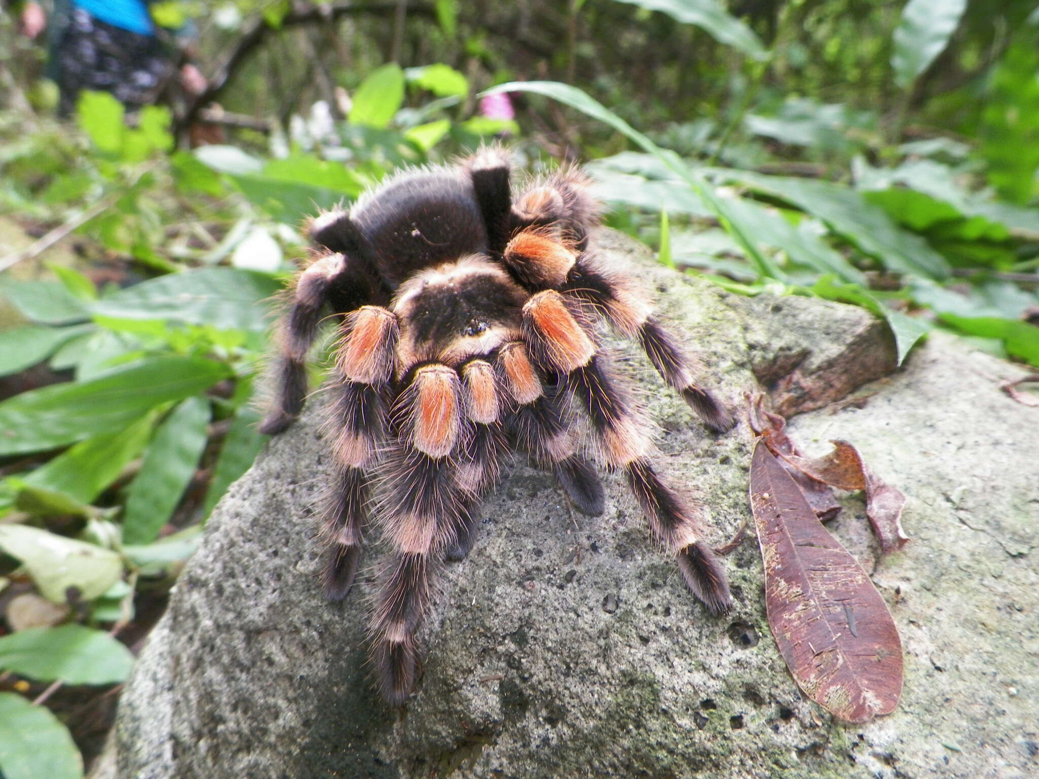 Image of Mexican Red Knee Tarantula