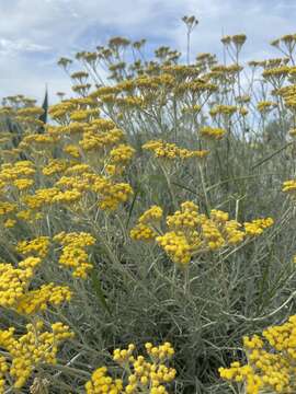 Image of Helichrysum italicum subsp. italicum