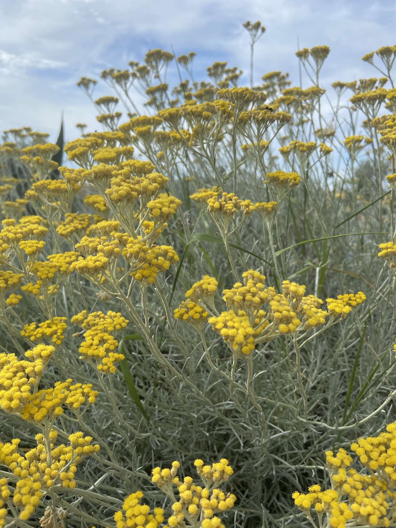 Image of Helichrysum italicum subsp. italicum